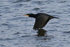 Great Cormorant